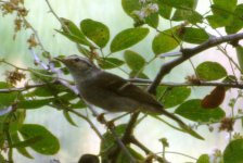 warbler-cam3.JPG