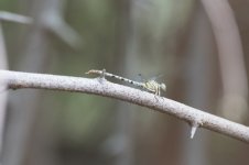 Madikwe (4).JPG