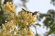 20200111 (1)_Pygmy_Sunbird.JPG