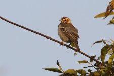 20200111 (2)_Chestnut-crowned_Sparrow_Weaver.JPG