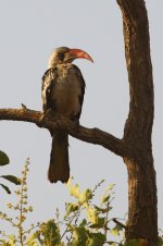 20200111 (3)_Western_Red-billed_Hornbill.JPG