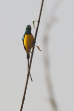 20200111 (4)_Pygmy_Sunbird.JPG