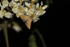 20200110 (59)_Moth_sp.JPG