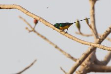 20200111 (5)_Pygmy_Sunbird.JPG