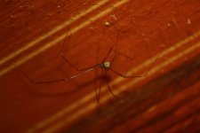 20200110 (61)_Leggy_Gambian_Spider_sp.JPG