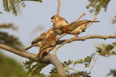 20200111 (11)_Speckle-fronted_Weaver.JPG