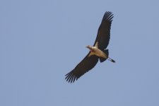 20200111 (23)_Marabou_Stork.JPG