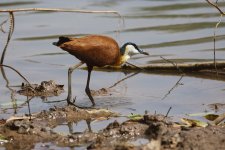 20200111 (24)_African_Jacana.JPG