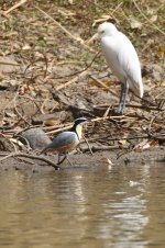 20200111 (27)_Egyptian_Plover.JPG