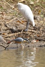 20200111 (28)_Egyptian_Plover.JPG