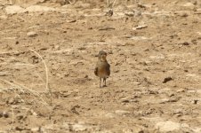 20200111 (30)_Collared_Pratincole.JPG