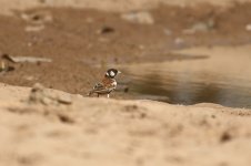 20200111 (33)_Chestnut-backed_Sparrow-lark.JPG