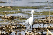 Intermediate Egret (1).jpeg