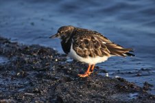 OAP Turnstone.jpg