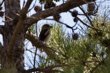 Hawfinch.jpeg