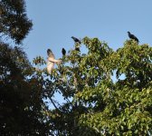 crows_hawk_08302019.jpg