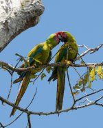 Great Green Macaw.jpg