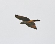 Raptor-Costa-Rica-Boca-Tapada2.jpg