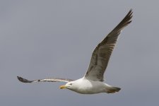 Gull (UK Herring or LBB) possible 01.jpg