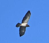 Swainson's Hawk-Cerro-Lodge.jpg