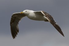 Gull (UK Herring or LBB) possible 02.jpg