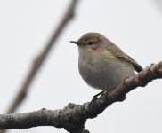 Siberian Chiffchaff_Torry_070320a.jpg