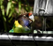 BF Australian Ringneck, Twenty-eight Parrot thread.jpg