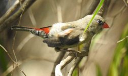 BF Red-eared Firetail thread.jpg