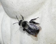 Grey Mining Bee.JPG