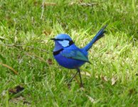 BF Splendid Fairywren thread.jpg