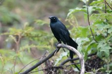 Nicaraguan Grackle.jpg