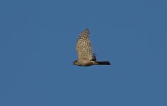 Sparrowhawk 001 - Copy.JPG