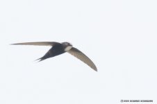 Eurasian swift (TZ)3.jpg