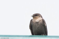 Rock or Plain martin   (TZ)3.jpg