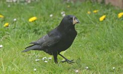 Carrion Crow 003 - Copy.JPG