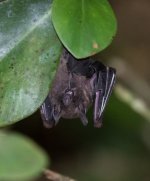 Carollia sp,perspicillata,  Seba's or  brevicauda, Silky.jpg