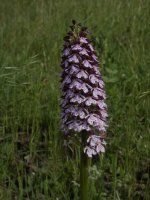 Orchis purpurea (Lady Orchid) 02.jpg