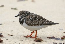 Turnstone_5887.jpg