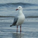 BF Silver Gull thread.jpg