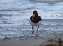 BF Pied Oystercatcher thread.jpg