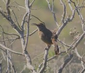 IMG_9379 California Thrasher @ Bay Area.jpg