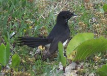 BF Willie-Wagtail thread.jpg