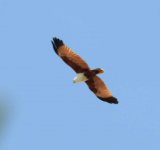 BF Brahminny Kite thread.jpg