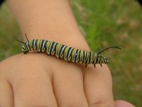 Danaus plexippus (Monarch Butterfly larva)a small  01.jpg