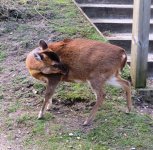 Muntjac ex IMG_0172 (1000).jpg