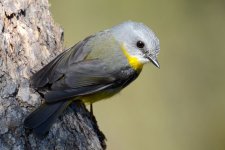 Yellow_Robin_Yellow_Bloodwood_0671.jpeg