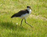 BF Masked Lapwing thread.jpg