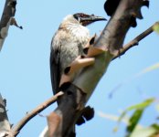 BF Noisy Friarbird thread.jpg