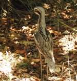 BF Bush Stone-Curlew thread.jpg