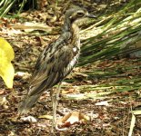 BF Bush Stone-Curlew 1 thread.jpg